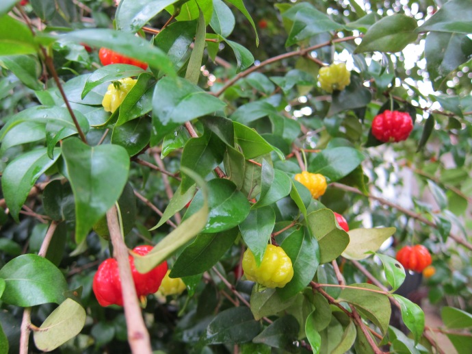 Cherries (Jamaican)