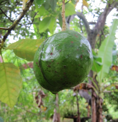 avocado pear in Jamaica - What Makes A Great Peace Corps Host Family