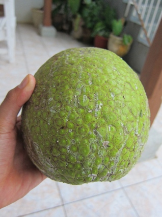 breadfruit in Jamaica - What Makes A Great Peace Corps Host Family